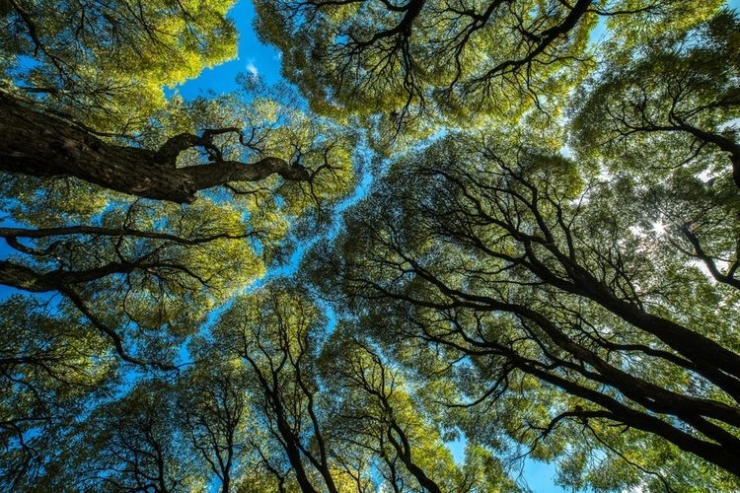 ilustrasi hutan. (sumber: SHUTTERSTOCK/Sergei Kornilev via kompas.com)
