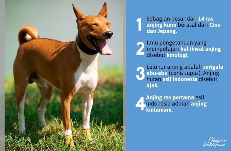 Dokumentasi: Kompasianer Khrisna Pabichara