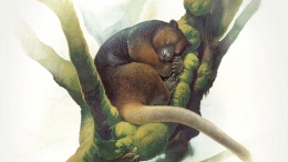 Keterangan gambar: ilustrasi Kangguru Pohon Wondiwoi oleh Peter Schouten. Sumber gambar: www.nationalgeographic.co.uk
