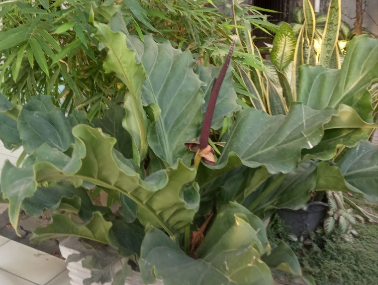 View Nama Latin Tanaman Gelombang Cinta PNG