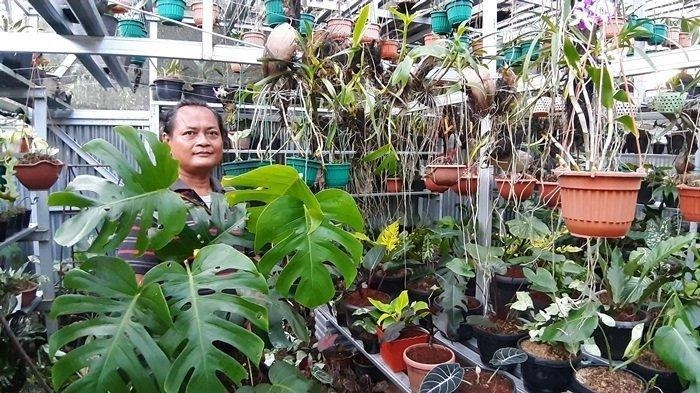 Janda Bolong (Monstera), tanaman hias yang mahalnya melebihi sepeda lipat (Gambar: Suharli via pekanbaru.tribunnews.com)