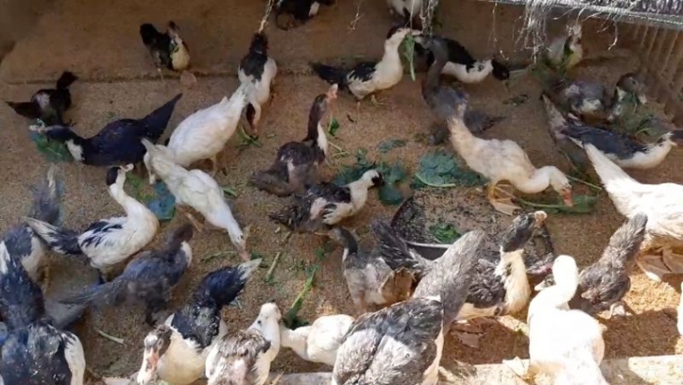 Tips Sukses Ternak Entok 3 Bulan Panen Dan Usia 4 Bulan Bertelur Kompasiana Com