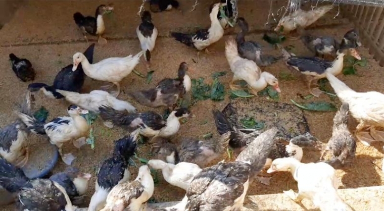 Tips Sukses Ternak Entok 3 Bulan Panen Dan Usia 4 Bulan Bertelur Kompasiana Com