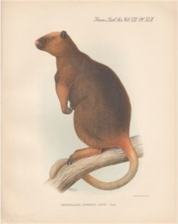 Keterangan gambar: ilustrasi karya Rothschild dan Dollman untuk menggambarkan Kangguru Pohon dari genus  Dendrolagus. Sumber gambar: wikipedia.org