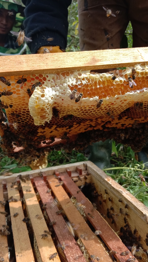 Ternak lebah madu Misbah. Foto : Win Ruhdi