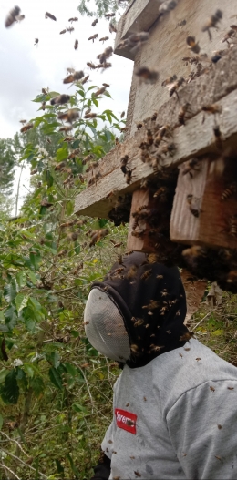 Misbah peternak lebah madu di Takengon , foto Win Ruhdi