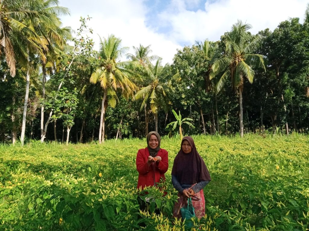 Panen Raya Digital Marketing: Menuai Hasil dari Strategi yang Terencana