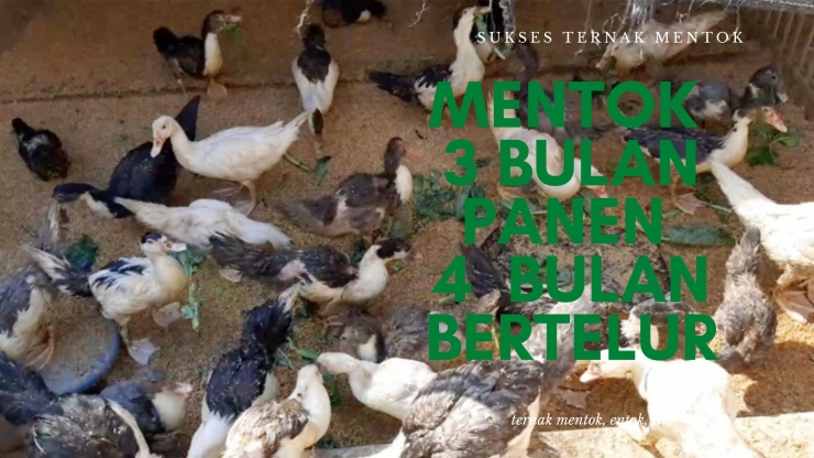 Sukses beternak entog, mentok, dan itik (SUmber gambar : dok. pribadi)