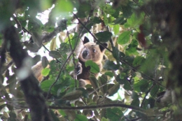 Keterangan gambar: sosok Kangguru Pohon Wondiwoi di habitatnya , foto diambil pada 2018. Sumber gambar: Michael Smith/www.smithsonianmag.com