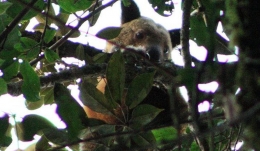 Keterangan gambar: Kangguru Pohon Wondiwoi adalah kekayaan hayati yang terpendam di Papua. Sumber gambar: Michael Smith/www.smithsonianmag.com