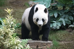 Tiongkok, Negeri Panda. Sumber: J.Patrick Fischer/ wikimedia