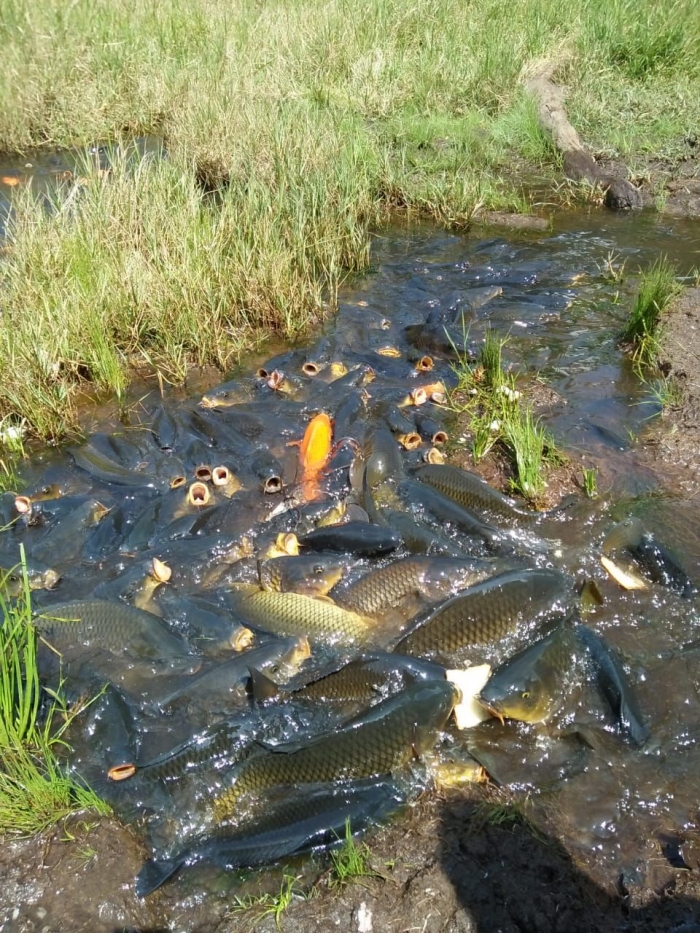 Ikan mas di telaga ranjeng (dokpri)