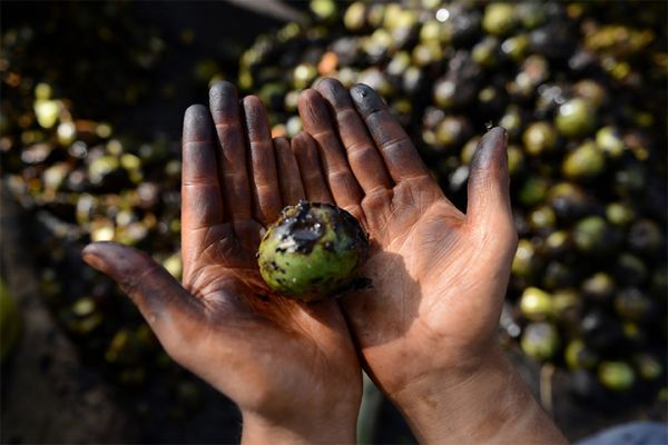 Perjuangan petani untuk menanam kacang kenari (mediaindonesia.com/Aldhy)
