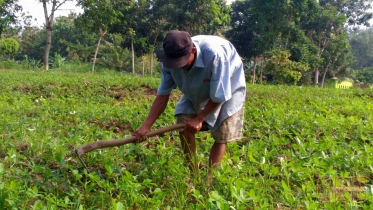 Perjuangan budidaya kenari oleh petani Indonesia belum canggih (cendananews.com/Widi)