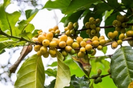 Ilutrasi tanaman kopi Yellow Caturra.(Dok. Shutterstock/ 711PhotoTh- via Kompas.com)