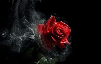 Picture: Black Roses (wallpaperaccess.com)