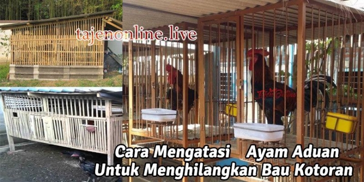 Mengatasi Bau Kotoran Ayam Aduan (SUmber : tajenonline.live)