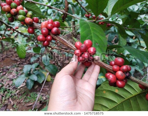 Ilutrasi tanaman kopi Arabika (Dok. Shutterstock/Tirtaperwitasari)