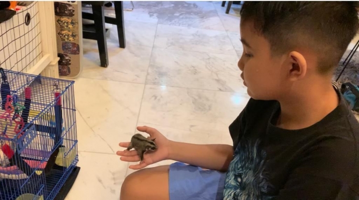 Jinak. Sugar glider di tangan Alif. (dokpri)