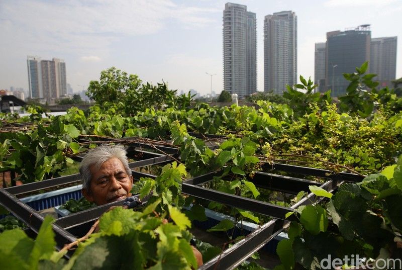 Urban Farming, Reformasi Bertani Dalam Melawan Pandemi Halaman All ...