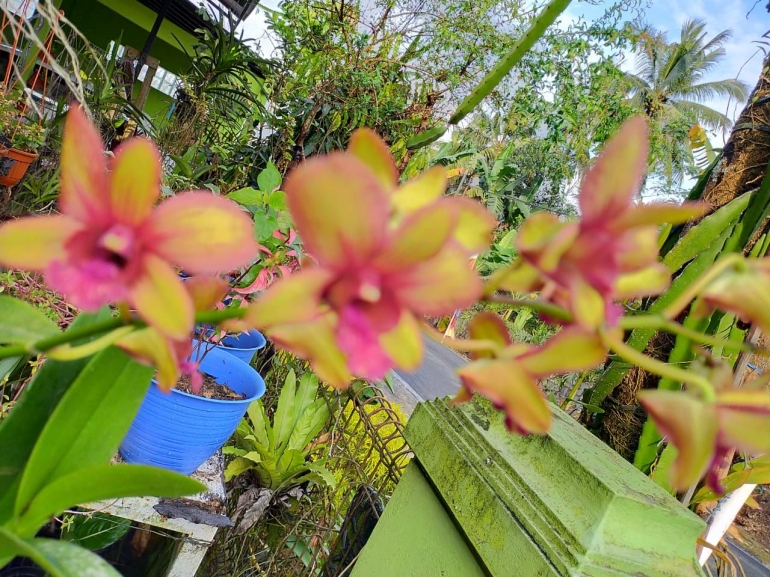 Dendrobium (dok.indah)