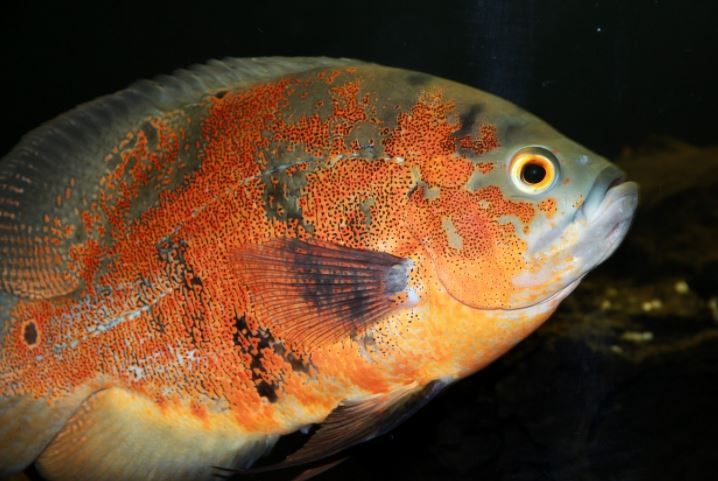 Ikan Oscar Jenis Ikan Hias Cichlid Yang Indah Halaman 1 Kompasiana Com