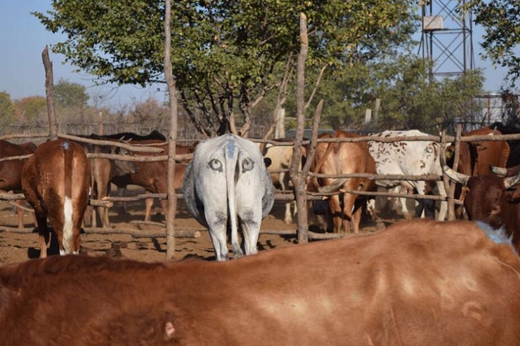 Peneliti menggambar mata pada pantat sapi sebagai cara untuk terhindar dari predator. (iflscience) via kompas.com