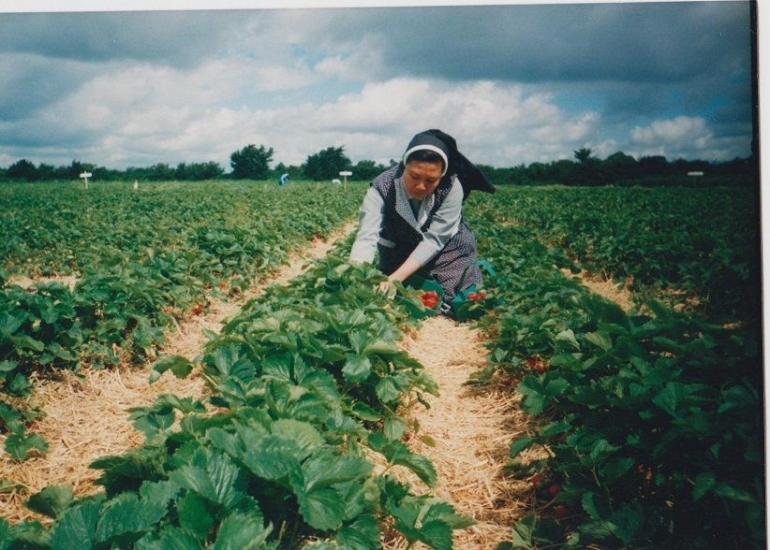Strawbery Farm, di England ( dok pri )