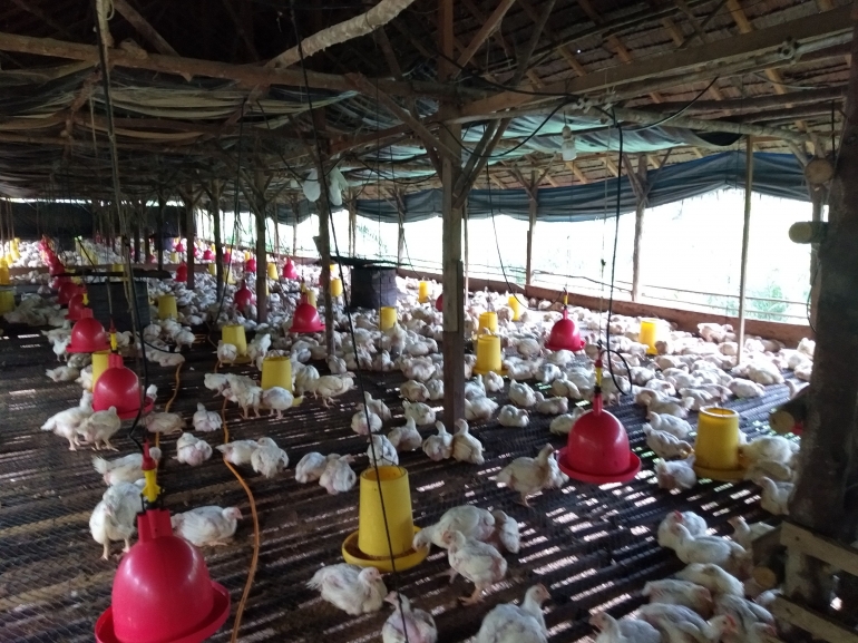 keuntungan ternak lele 5000 ekor - img20200910150117 5f5bb8c4d541df372b0e96e2 keuntungan ternak lele 5000 ekor - img20200910150117 5f5bb8c4d541df372b0e96e2