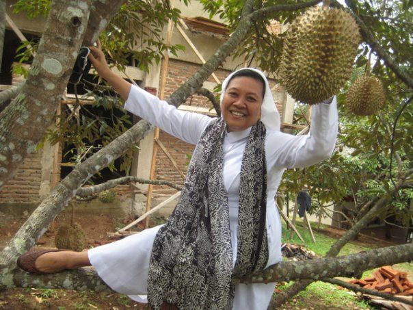 Pohon Durian ( dok pri )