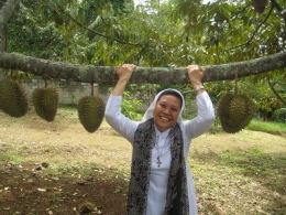 Pohon Durian ( dok pri )