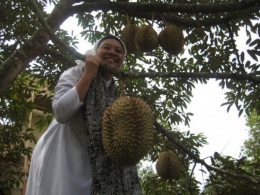 Pohon Durian ( dok pri )