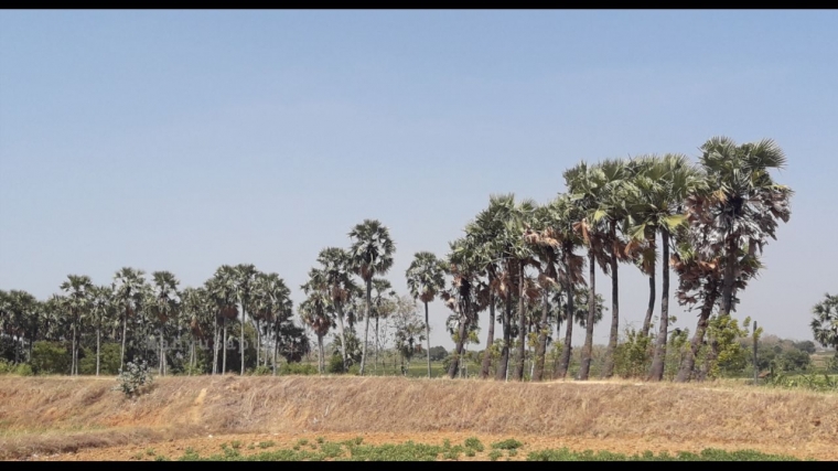 Banyak pohon Siwalan atau Lontar yang menghasilkan Legen di daerah Sulang Rembang. | Foto: Wahyu Sapta.