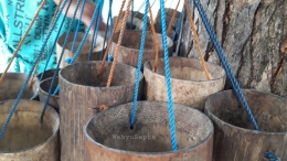 Wadah-wadah bambu ini berisi air legen yang baru saja disadap. Jadi masih segar dan baru. | Foto: Wahyu Sapta. 
