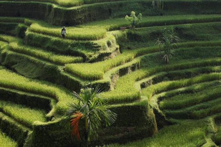 Sawah berundak, dan sistem irigasi tradisional Bali atau dikenal dengan subak menjadi pemandangan yang banyak menarik wisatawan lokal maupun mancanegara datang ke Bali.| Sumber: Kompas/Heru Sri Kumoro