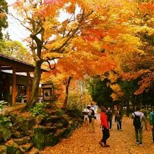 Jigokudani Monkey Park di musim gugur. Photo: Nagano Japan