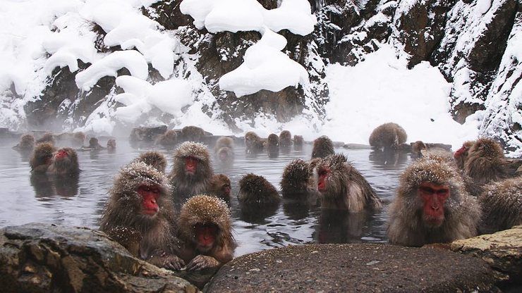 Monyet salju sedang menikmati Onsen. Photo: japan-guide.com