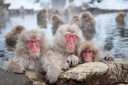 Ketika berendam di air panas monyet salju menjadi lebih releks dan turun tingkat agresivitasnya. Photo: istock.com/undercrimson
