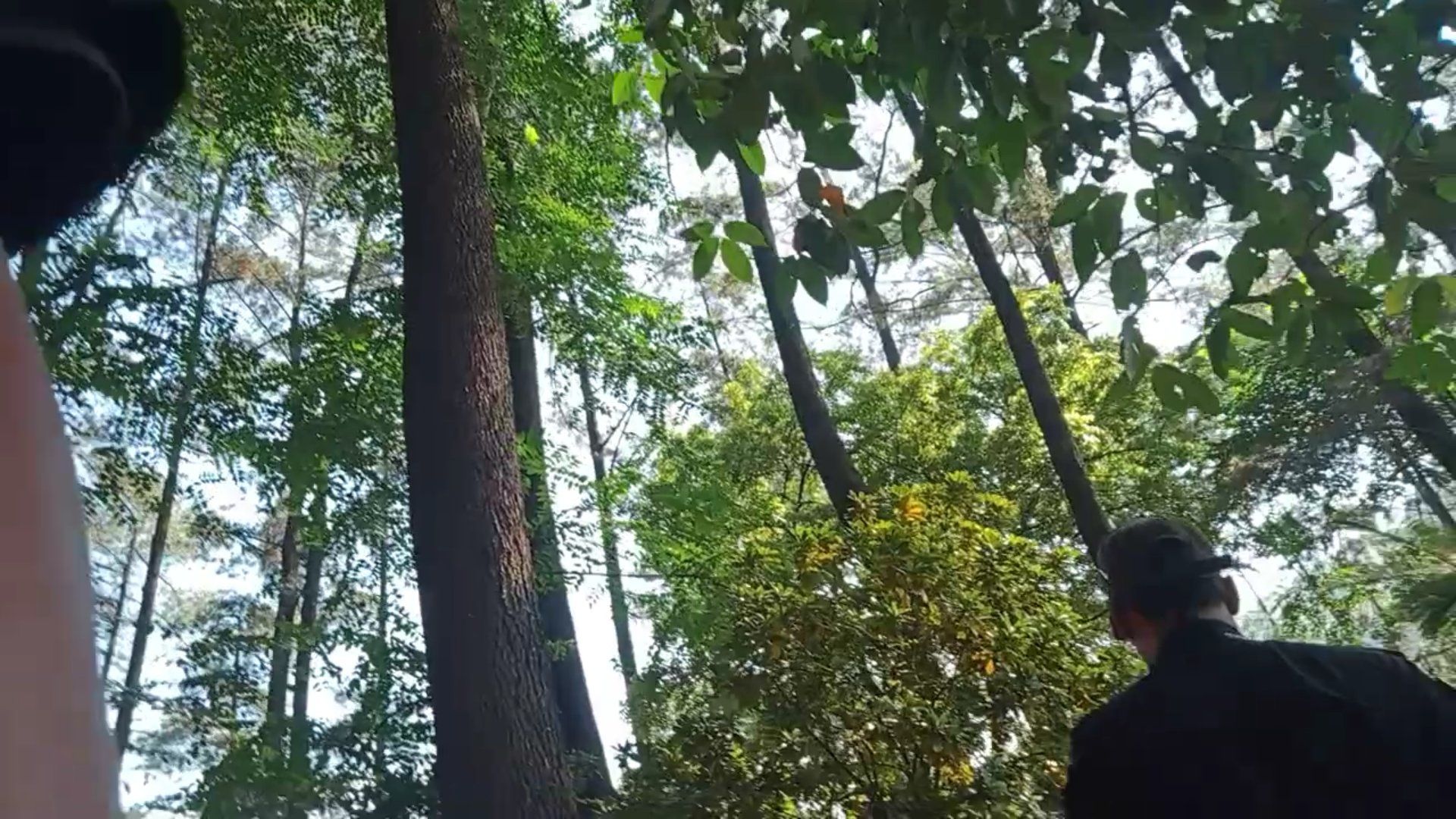 Rimbunnya hutan yang menjadikan gunung kunci menjadi sangat sejuk /dokpri