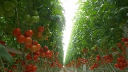Tanaman Tomat Belanda (Source: edx.org)