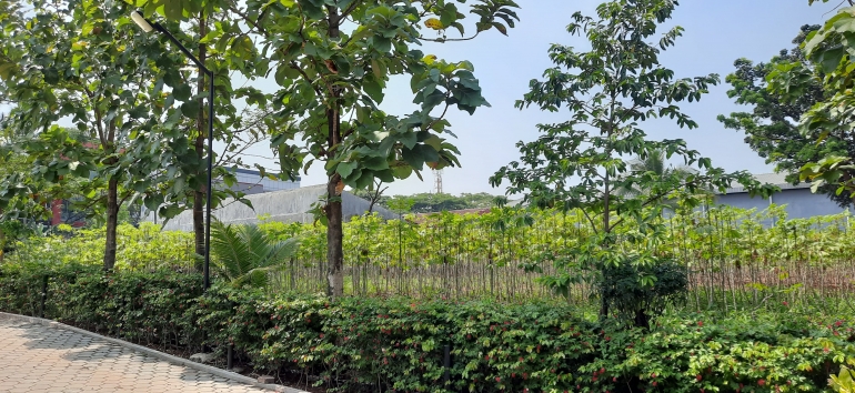 Mini garden ditanami singkong dan pohon jati. Image kolpri