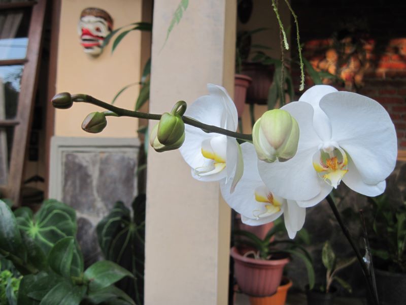 Di teras rumah tetapi halaman cukup sejuk. (Foto: Dokumentasi Pribadi)