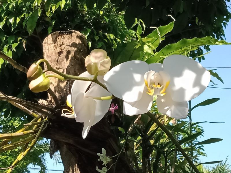 Di batang beringin. (Foto: Dokumentasi Pribadi)