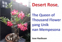Desert Rose (Sumber: Koleksi Pribadi)
