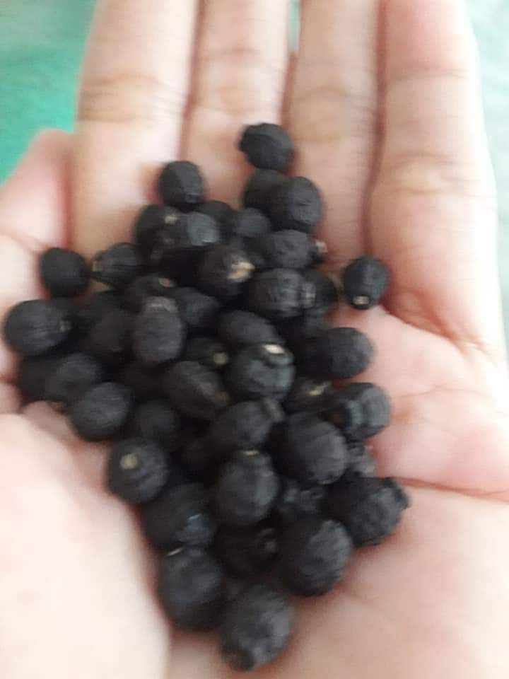 Biji bunga pukul empat. Dokpri