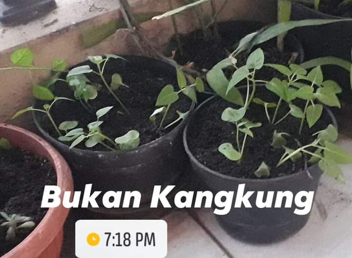 Tanaman bunga pukul empat di pot. Dokpri