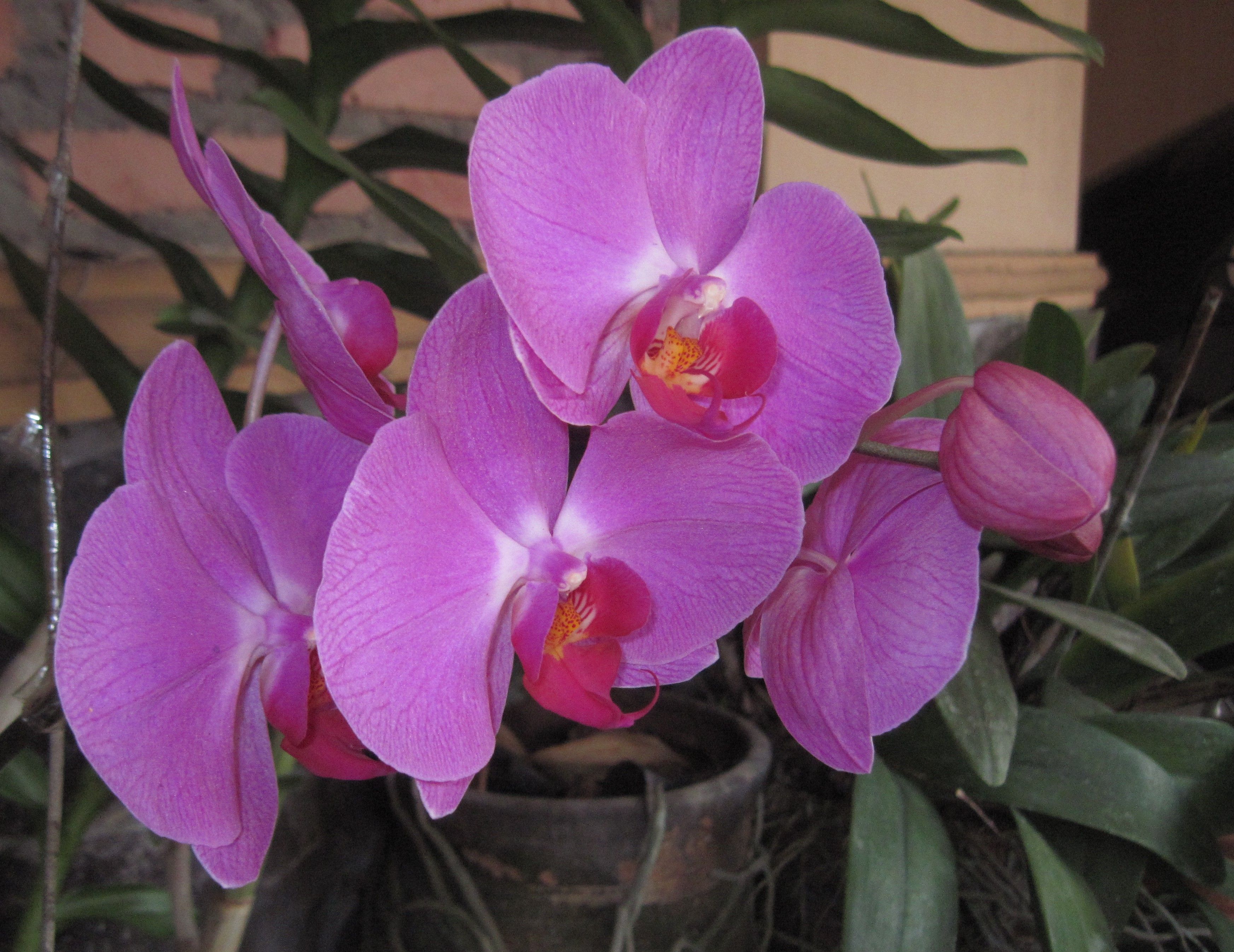 Selingan. (Foto: Dokumentasi Pribadi)