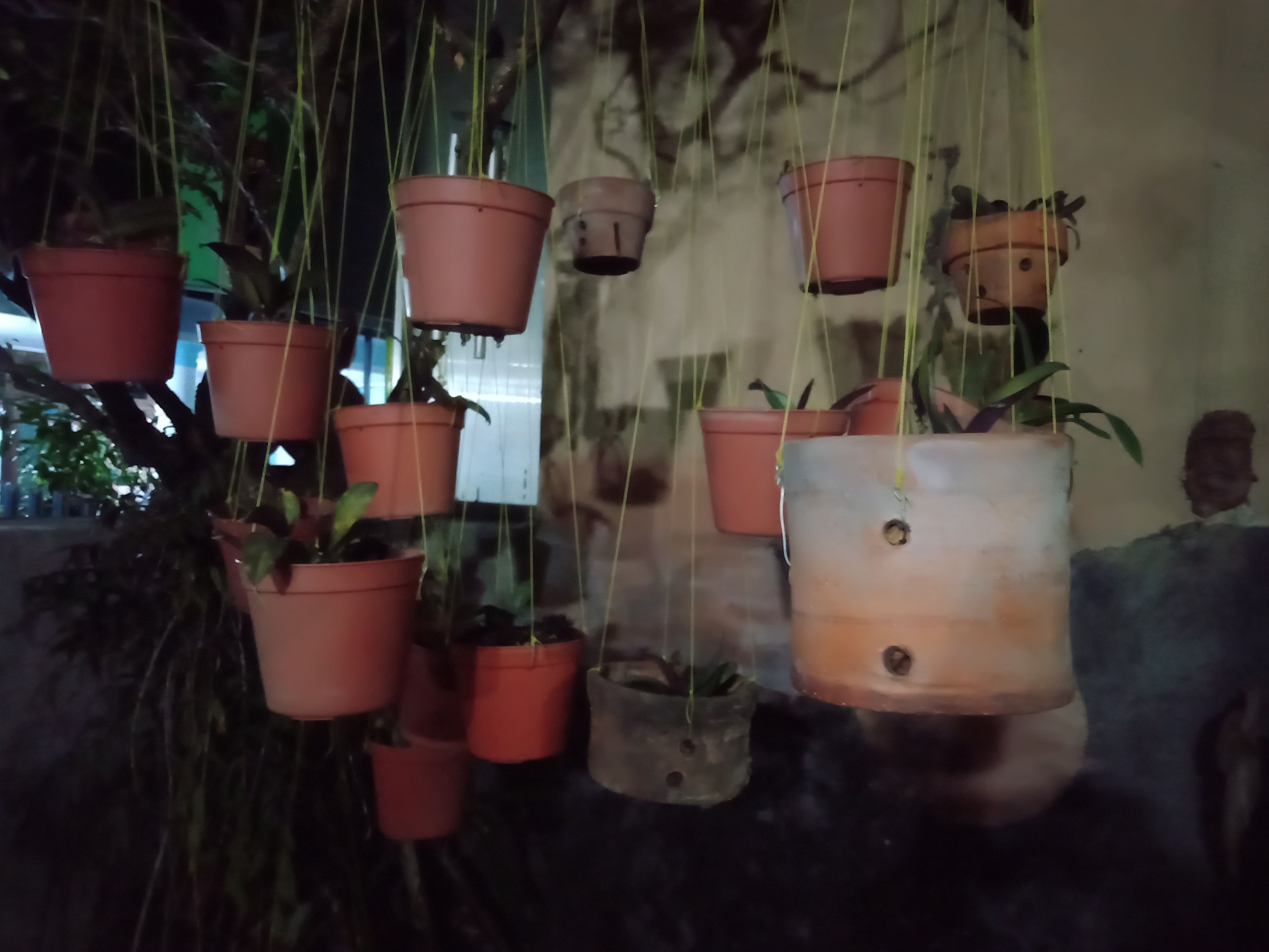 Sebagian dari bibit yang baru berumur 2-3 bulan. (Foto: Dokumentasi Pribadi)