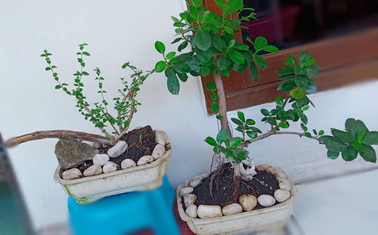 Koleksi bonsai (Dokumentasi pribadi)