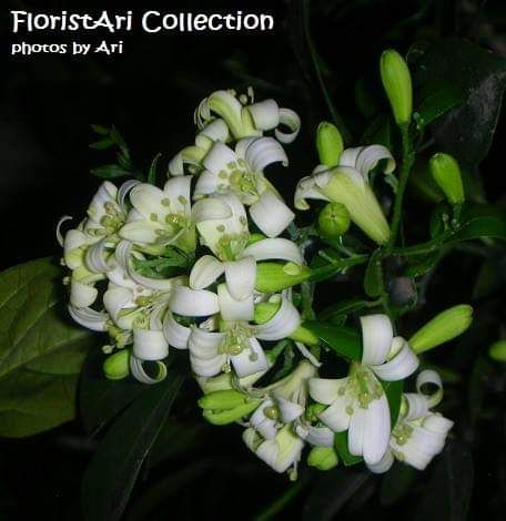 Murraya paniculata, dokpri